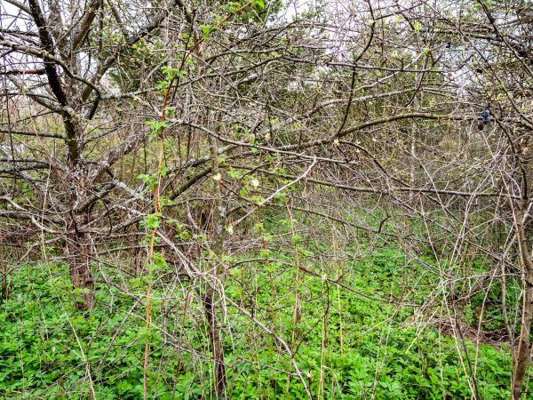 Underbrush Clearing in Greenfield