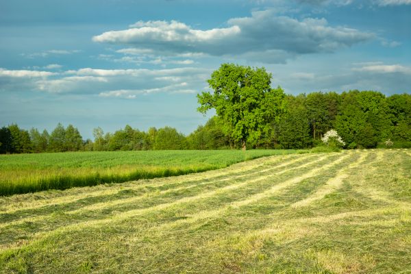 Cost of Vegetation Removal in Greenfield