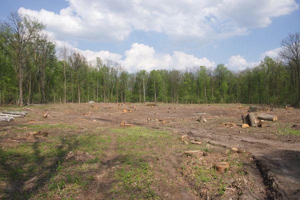 Cost of Pasture Clearing in Greenfield