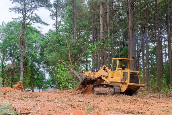 Forest Thinning in Greenfield