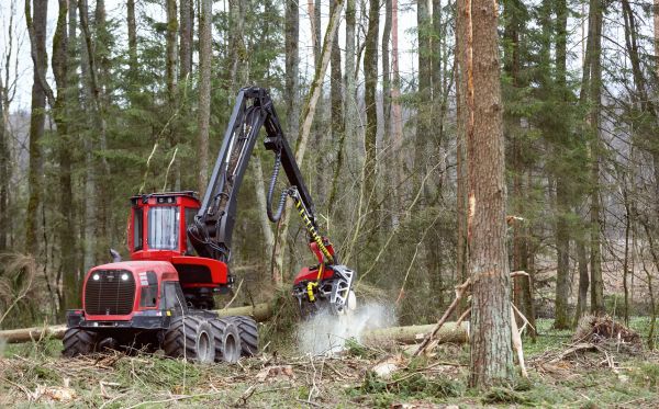 Cost of Forest Clearance Service in Greenfield
