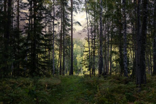 Cost of Pine Tree Clearing in Greenfield
