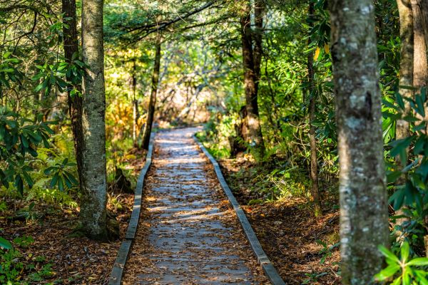 Cost of Trail Clearing in Greenfield